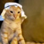 Arab Cat