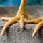 Chicken feet