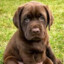 Don&#039; Labradoru