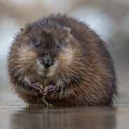 MuskRat