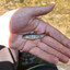 Prefecture Record Brown Trout
