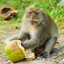CoconutHurler