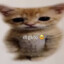 el gato