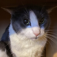 MeeM's avatar