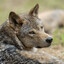 Loup