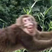 满山猴子我腚最红