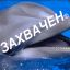 דולפין רוסית