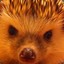 GOBLIN Hedgehog Hero