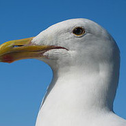 plouftoux