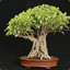 Care for Ficus