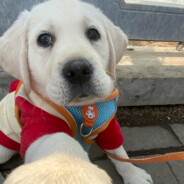 超级无敌王叼叼