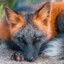 GreyFox