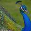 Peafowl