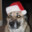 CallieDog