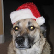 CallieDog