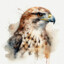 Falcon