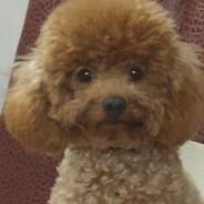 古往今来家为重