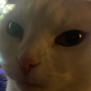 Sillijuusto avatar