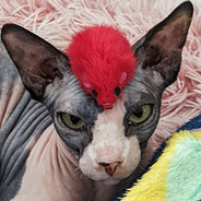Dr. Bingus NotMD