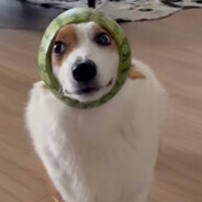 melon dog