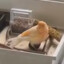 CaptainGoose