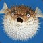 Furious Fugu