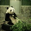 Panda_king