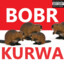 Bóbr kurwa