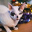 Thecatmotherf6cker