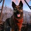 dogmeat