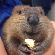 happy ass beaver