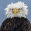EAGLE TRAID