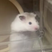 杰克超绝屁股刀