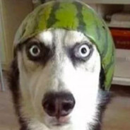 奥利奥可可达鸭