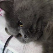 娃哈哈