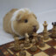 guinea pig chess gm