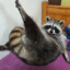 raccoonRS