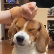 奥尼尔的二股巾儿