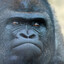 gorilla