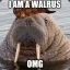 [Walwar] OMG HALLO WALRUS