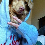 风流倜傥申老师