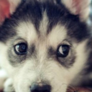 阿狗狗狗狗狗狗