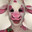 Cow statsssssss
