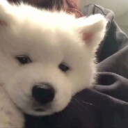 网恋被骗三百万