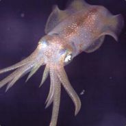 klari_ - steam id 76561197971067578
