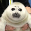 niko the seal