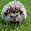 Lethal_Hedgehog
