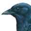 Crow