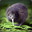 LucidKiwi