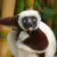 Zoboomafoo